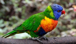 Preview wallpaper parrot, bird, colorful