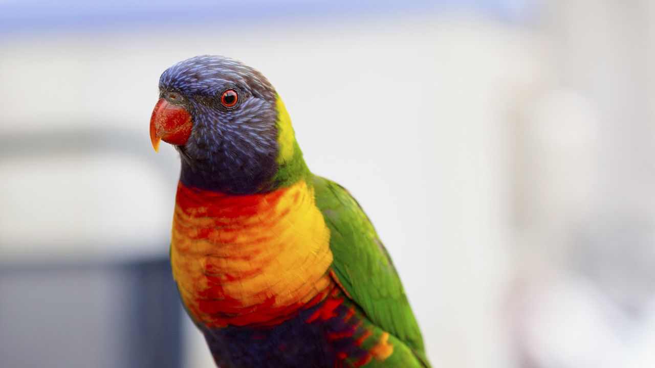 Wallpaper parrot, bird, colorful