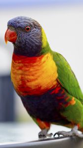 Preview wallpaper parrot, bird, colorful