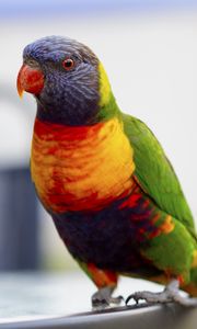 Preview wallpaper parrot, bird, colorful