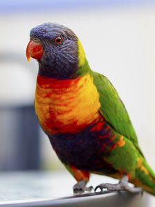 Preview wallpaper parrot, bird, colorful