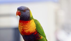 Preview wallpaper parrot, bird, colorful