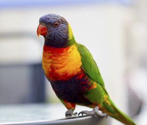 Preview wallpaper parrot, bird, colorful