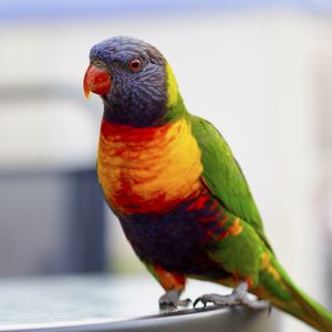 Preview wallpaper parrot, bird, colorful