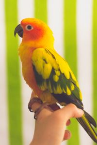 Preview wallpaper parrot, bird, colorful