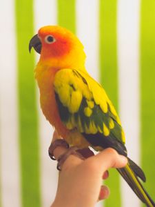 Preview wallpaper parrot, bird, colorful