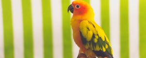 Preview wallpaper parrot, bird, colorful