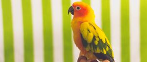 Preview wallpaper parrot, bird, colorful