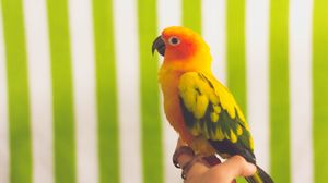 Preview wallpaper parrot, bird, colorful