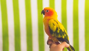 Preview wallpaper parrot, bird, colorful