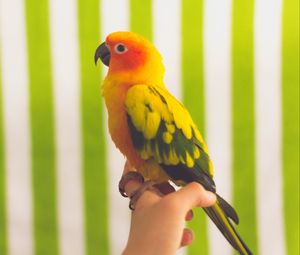 Preview wallpaper parrot, bird, colorful