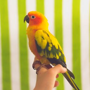 Preview wallpaper parrot, bird, colorful