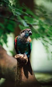 Preview wallpaper parrot, bird, colorful, branch