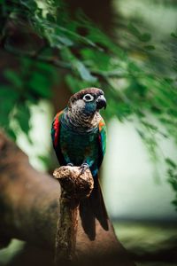 Preview wallpaper parrot, bird, colorful, branch