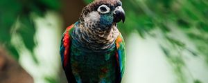 Preview wallpaper parrot, bird, colorful, branch