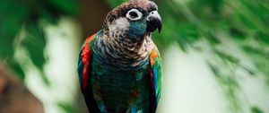 Preview wallpaper parrot, bird, colorful, branch