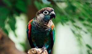 Preview wallpaper parrot, bird, colorful, branch