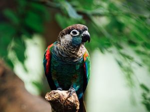 Preview wallpaper parrot, bird, colorful, branch