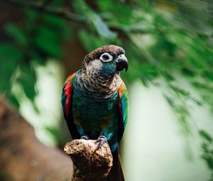 Preview wallpaper parrot, bird, colorful, branch