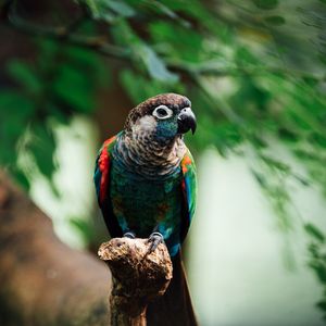 Preview wallpaper parrot, bird, colorful, branch