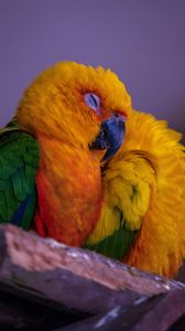 Preview wallpaper parrot, bird, colorful, bright