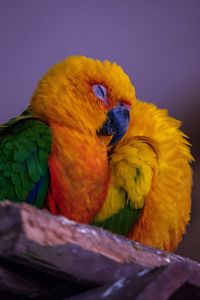 Preview wallpaper parrot, bird, colorful, bright