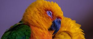 Preview wallpaper parrot, bird, colorful, bright