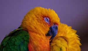 Preview wallpaper parrot, bird, colorful, bright