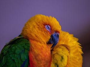 Preview wallpaper parrot, bird, colorful, bright