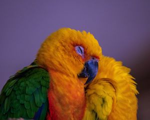 Preview wallpaper parrot, bird, colorful, bright
