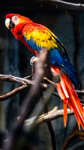 Preview wallpaper parrot, bird, colorful, branches, tree