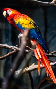 Preview wallpaper parrot, bird, colorful, branches, tree