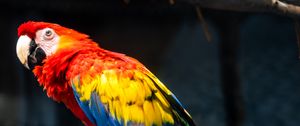 Preview wallpaper parrot, bird, colorful, branches, tree