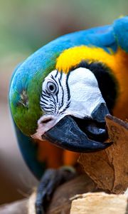 Preview wallpaper parrot, bird, colorful, beak