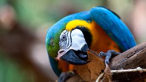 Preview wallpaper parrot, bird, colorful, beak