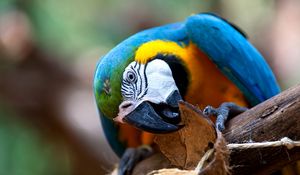 Preview wallpaper parrot, bird, colorful, beak