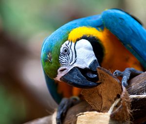 Preview wallpaper parrot, bird, colorful, beak