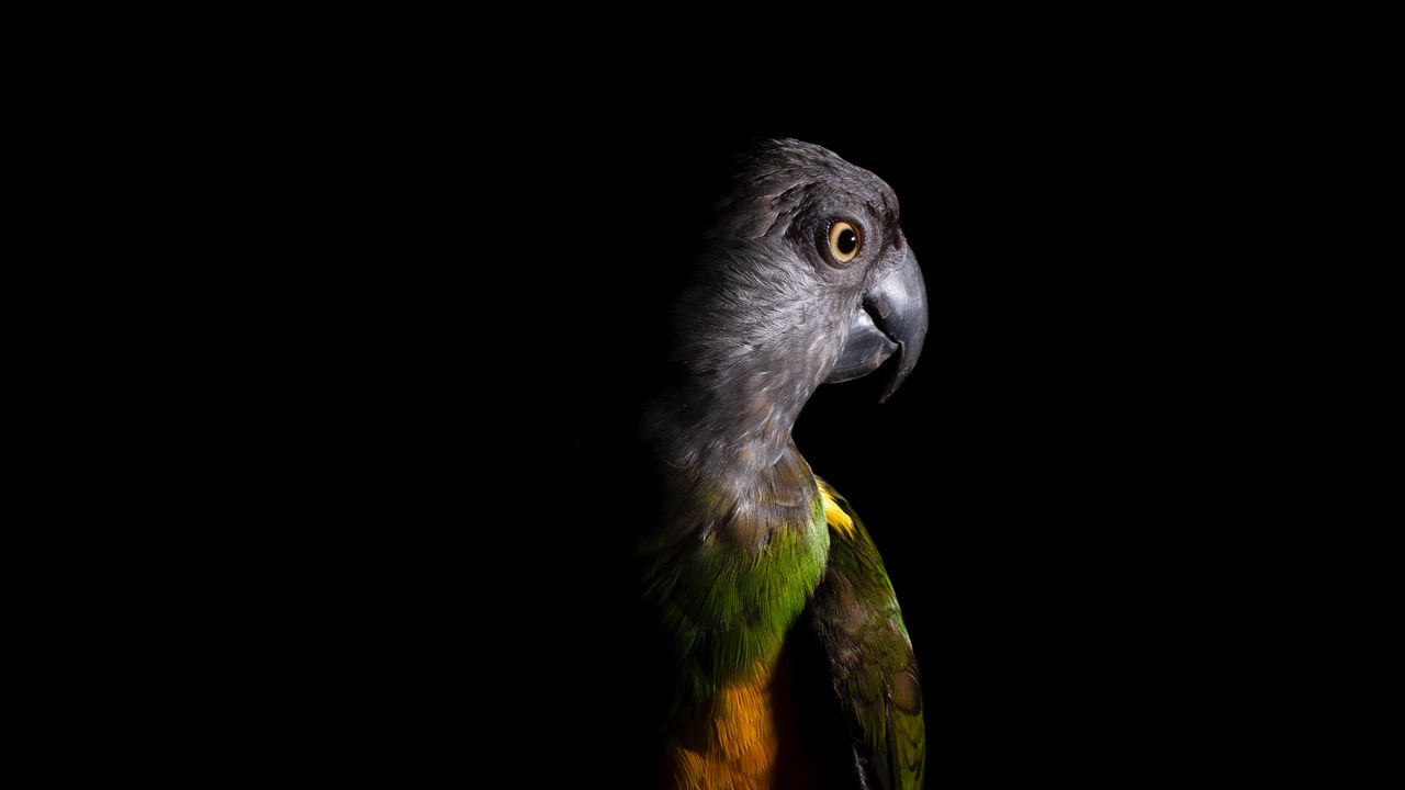 Wallpaper parrot, bird, dark