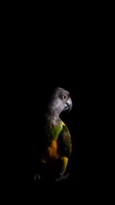 Preview wallpaper parrot, bird, dark