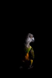 Preview wallpaper parrot, bird, dark