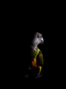 Preview wallpaper parrot, bird, dark