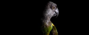 Preview wallpaper parrot, bird, dark