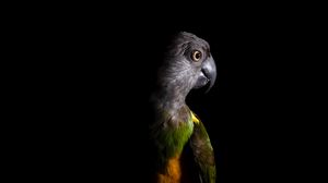 Preview wallpaper parrot, bird, dark
