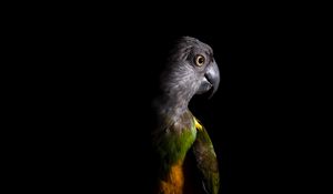 Preview wallpaper parrot, bird, dark