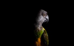 Preview wallpaper parrot, bird, dark