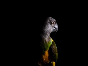 Preview wallpaper parrot, bird, dark