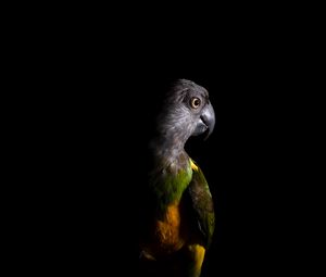 Preview wallpaper parrot, bird, dark
