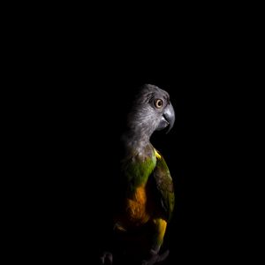 Preview wallpaper parrot, bird, dark