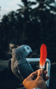 Preview wallpaper parrot, bird, feather, hand