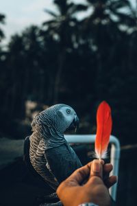Preview wallpaper parrot, bird, feather, hand
